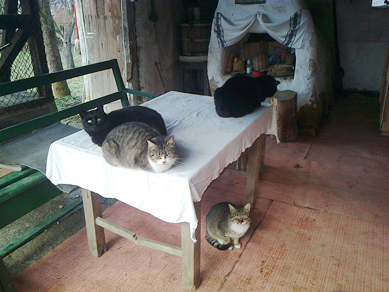 drei Katzen sitzen auf einem Tisch mit einer weißen Tischdecke
