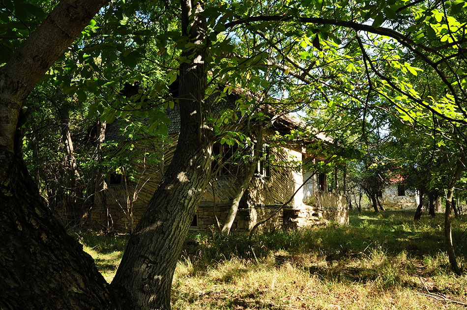 Walnussbaum vor einem verfallenem Haus