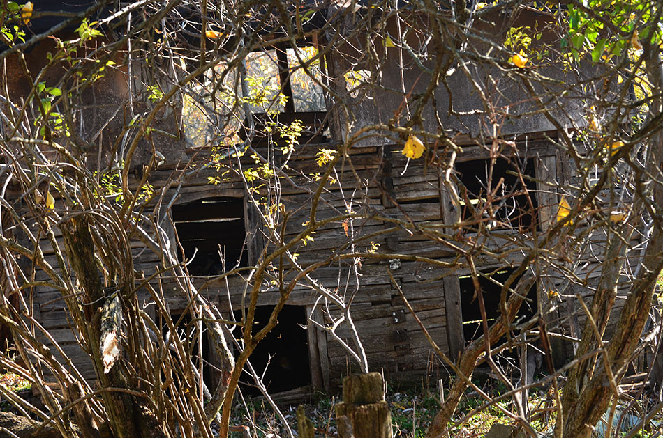 verfallenes Holzhaus hinter Sträuchern