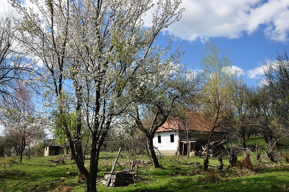 Hinter zwei blühenden Obstbäumen steht ein weiß getünchtes altes Haus
