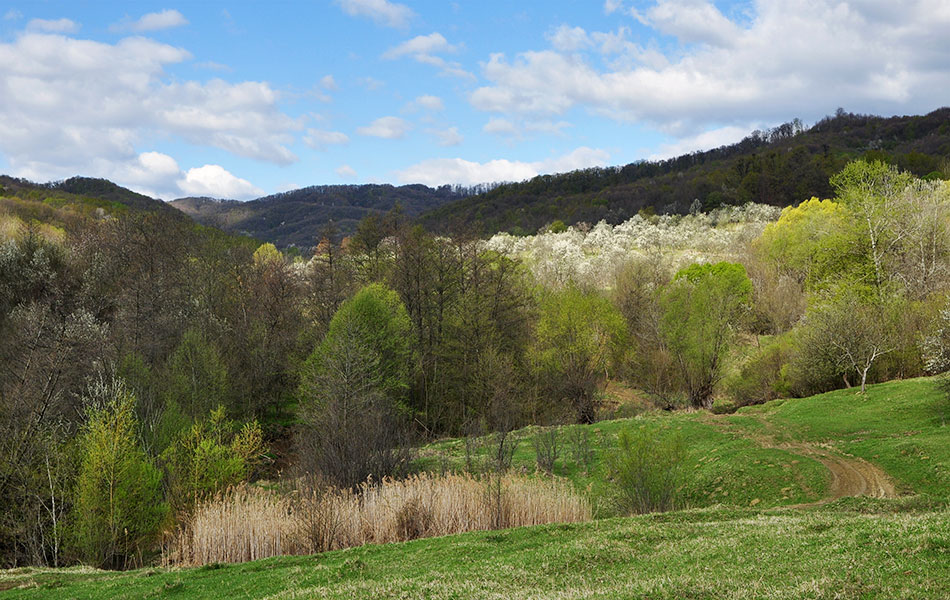 Blick auf ein Tal im Frühling mit grünen Laubbäumen und blühenden Obstbäumen