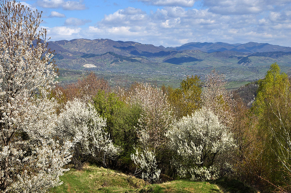 Blick ins Tal mit Bergkette am Horizont und blühenden Obstbäumen im Vordergrund