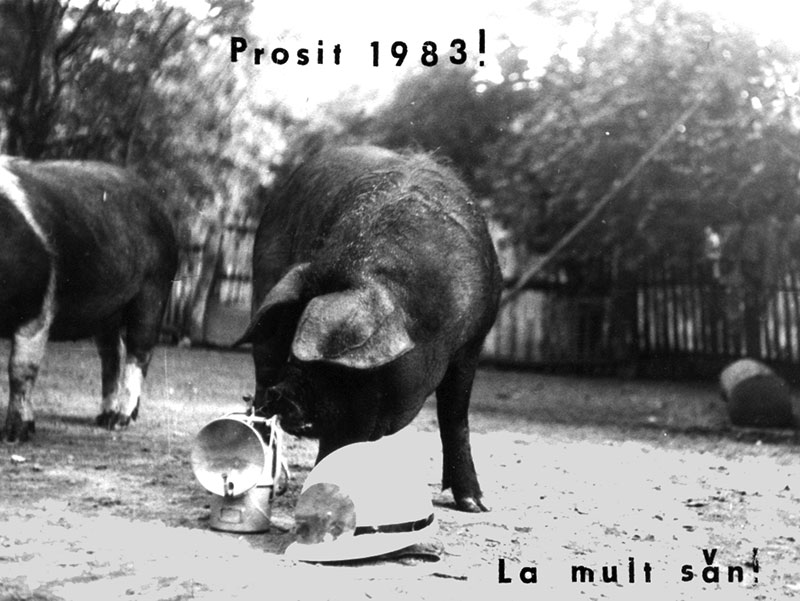Schwein riecht an Karbildlampe und Schutzhelm mit der Überschrift: Prosit 1983! und dem rumänischen Neujahrsgruße La multi ani (auf viele Jahre)