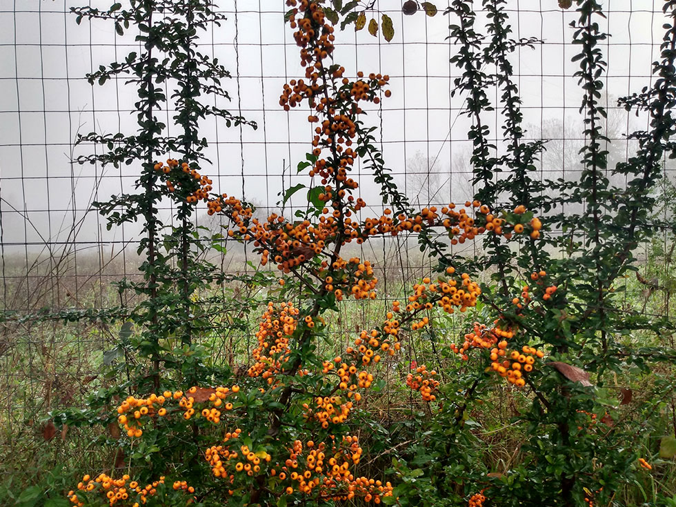 gelb-orange Beeren an einem Zaun