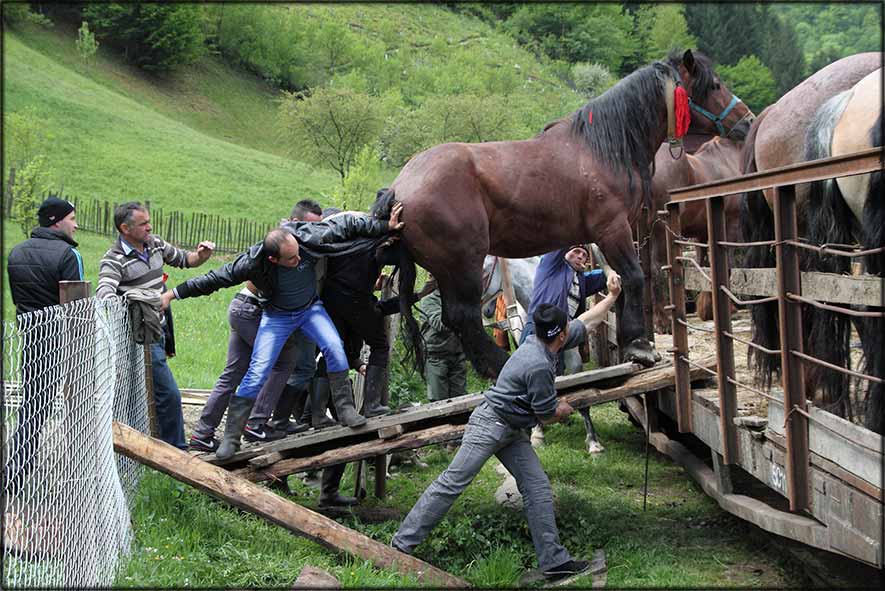 Pferd wird von Männern auf den Viehwaggon geschoben