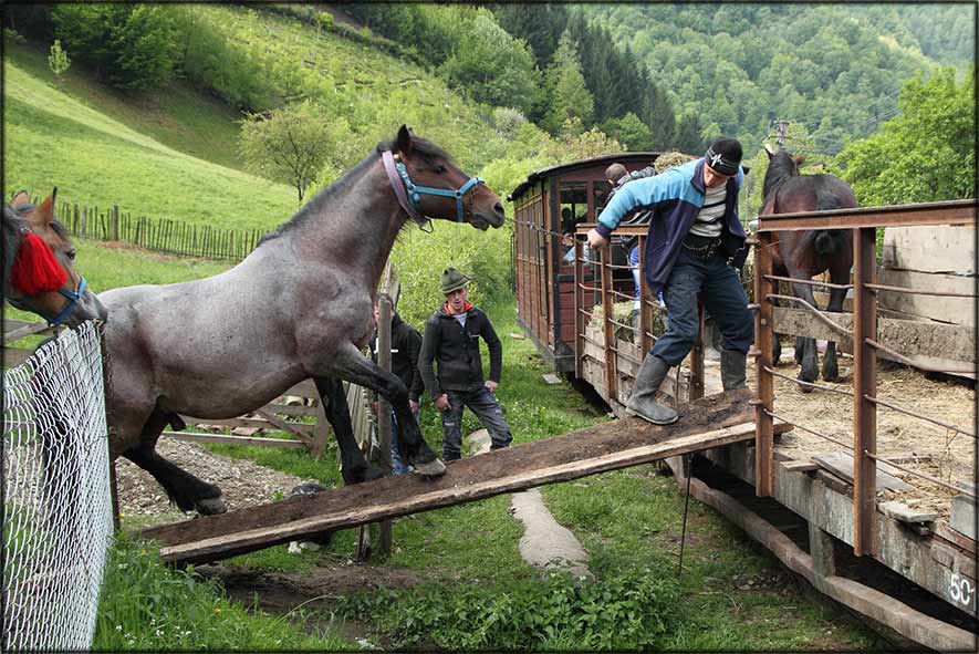 Pferd wird auf Viehwaggon gezogen