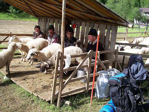 Schäfer beim Schafe melken