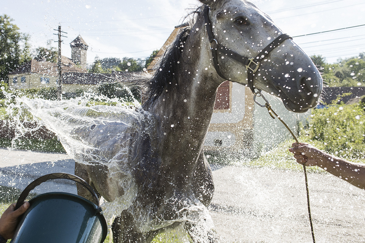 Pferd wird Wasser überschüttet