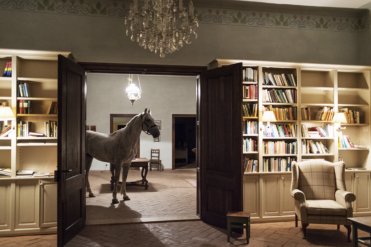 Pferd steht in einer Bibliothek