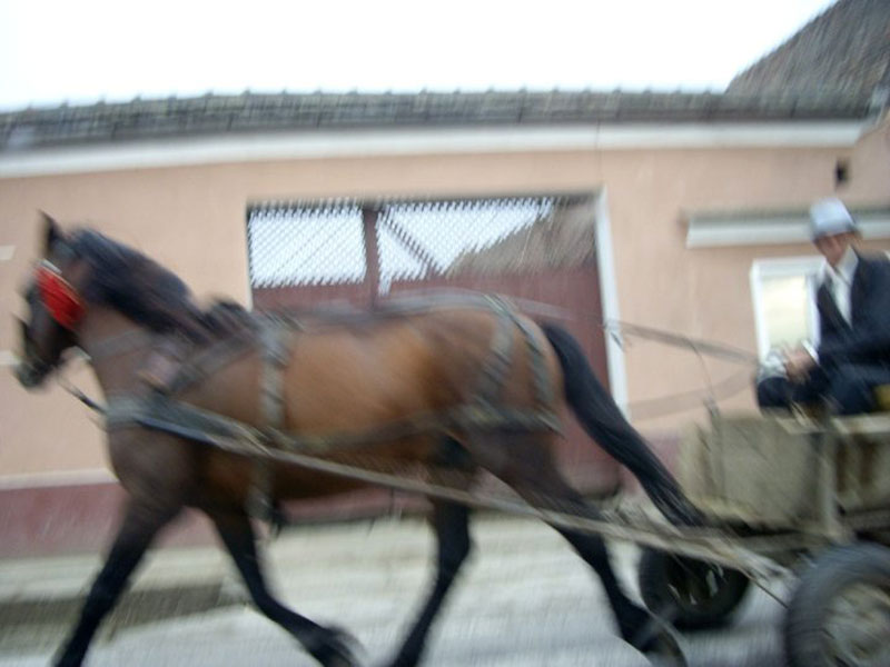 gallopierendes Pferd