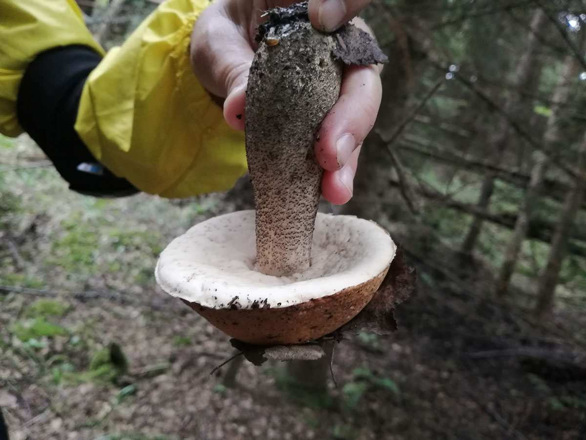 Pilz in einer Hand