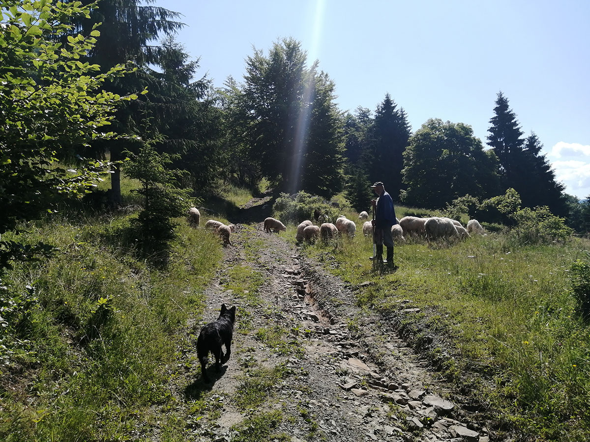 Schäfer mit Schafen und Hund am Wegesrand