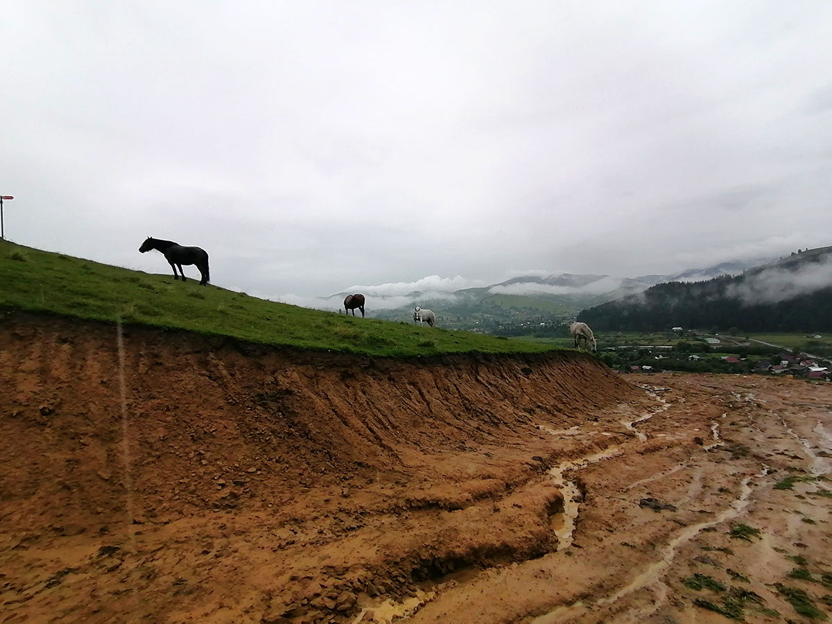 Pferde stehen auf einem Hang neben einem nassen Weg