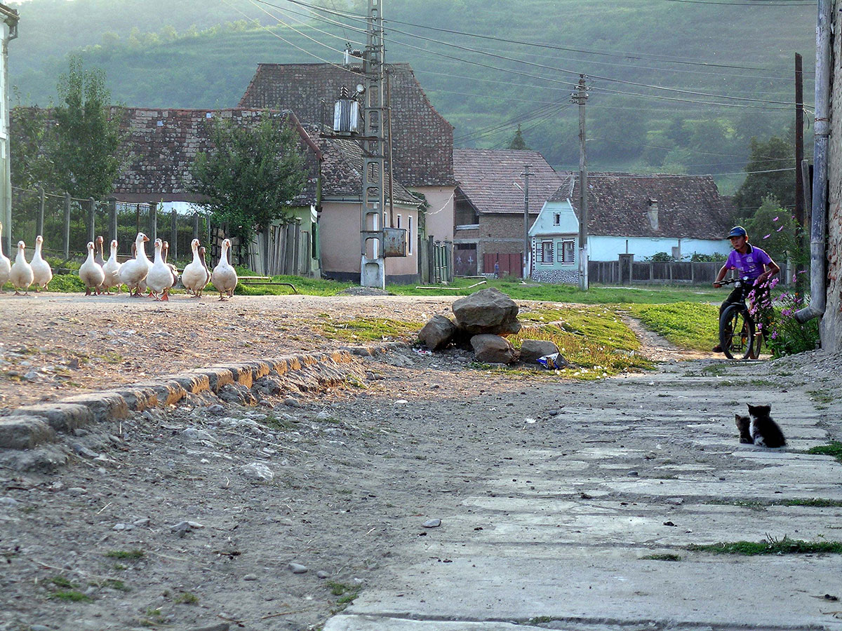 Gänse laufen auf der Dorfstrasse