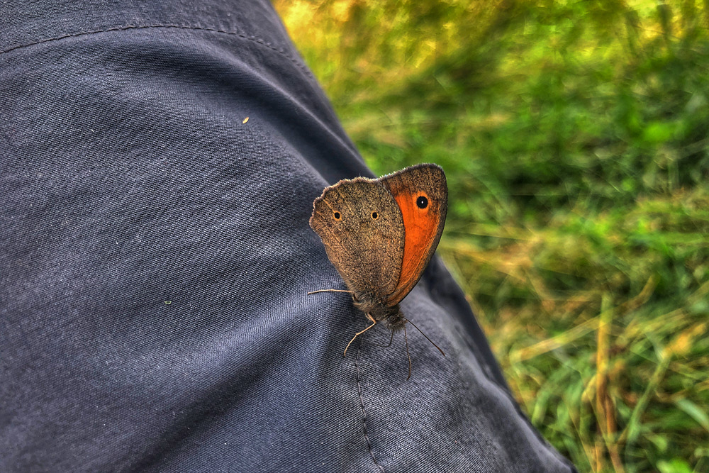 Schmetterling auf einem Hemd sitzend