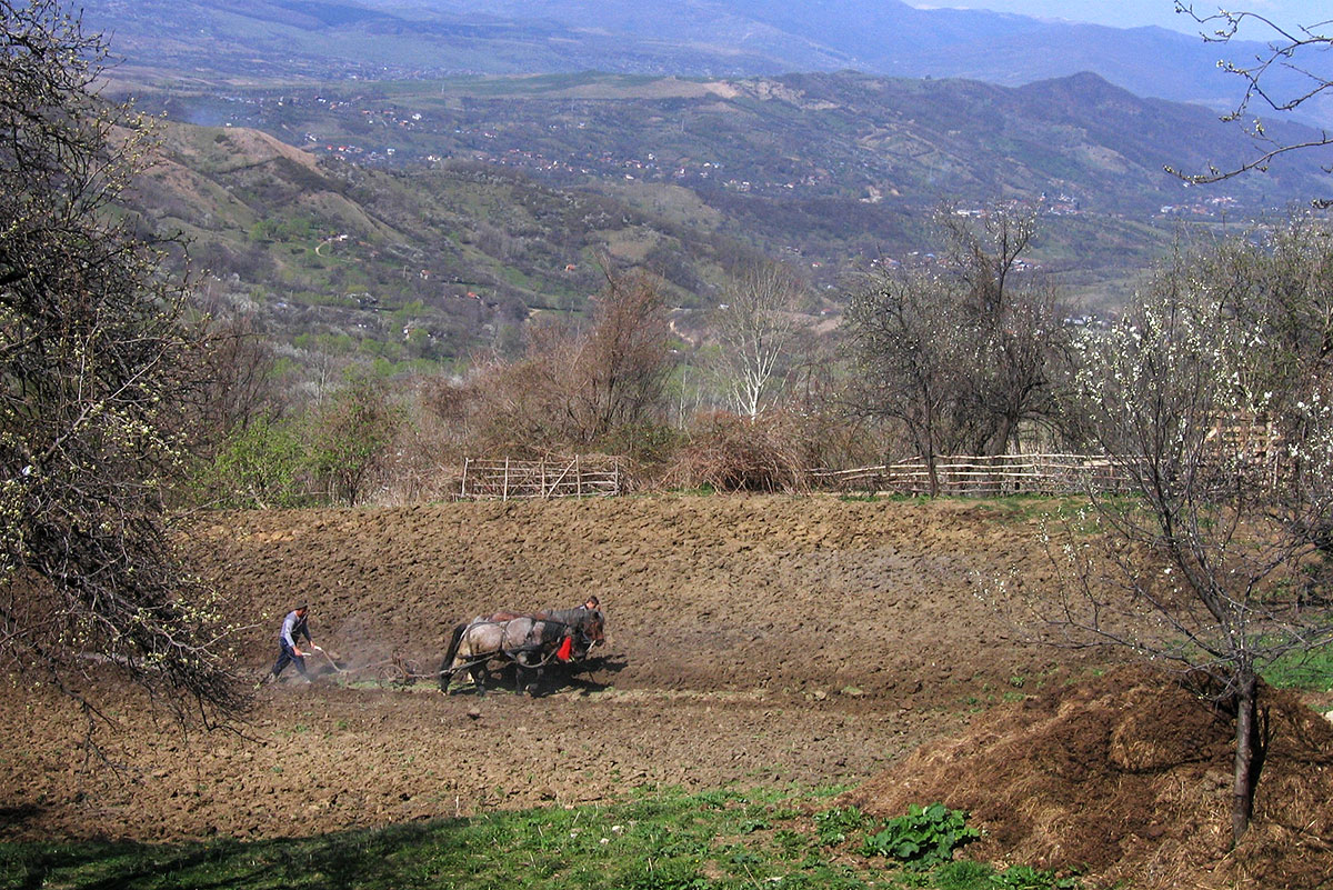 Bauern ziehen mit einem mit Pferden bespanntan Pflug übers Feld