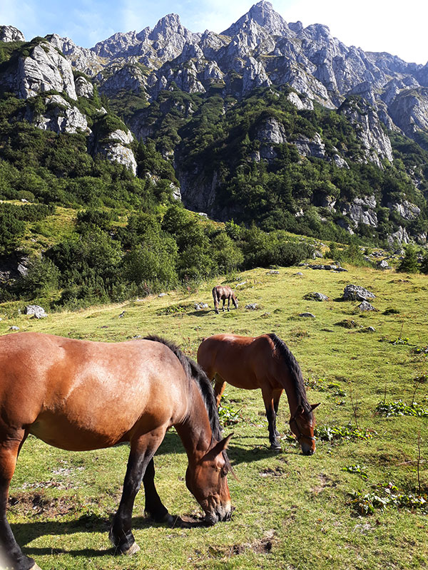 Pferde weiden auf einer Bergwiese vor einem Bergmassiv