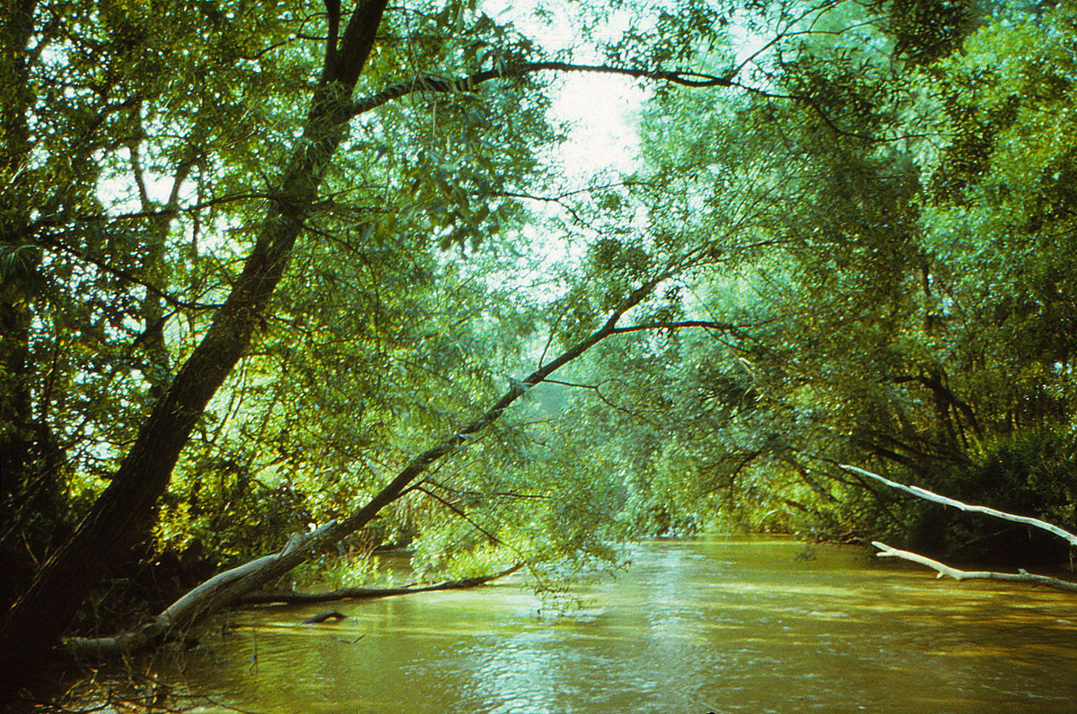 Fluss von Bäumen umrandet