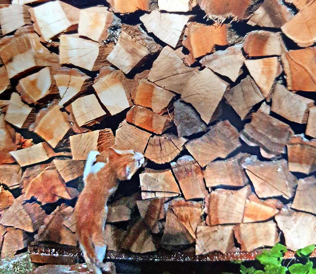 Katze vor einem Holzstapel