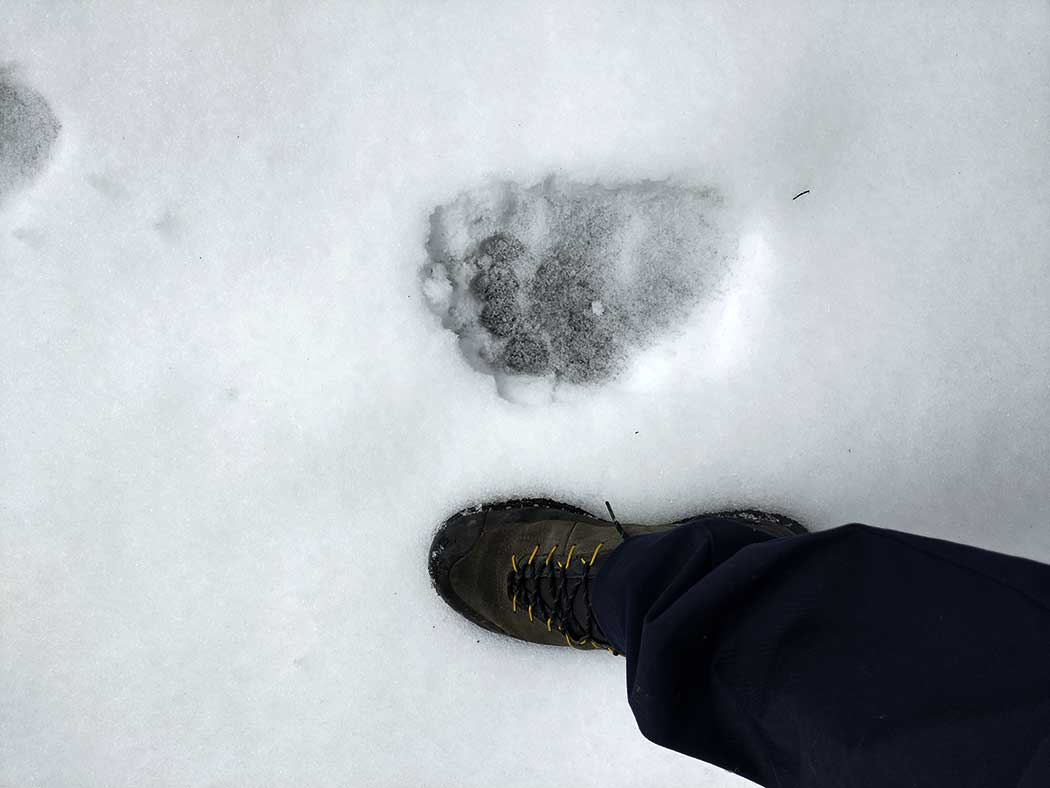 Bärenspur im Schnee