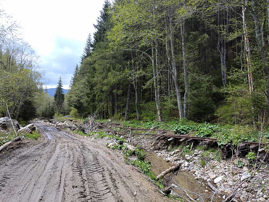 Forstweg mit kaputten Eisenbahngleisen