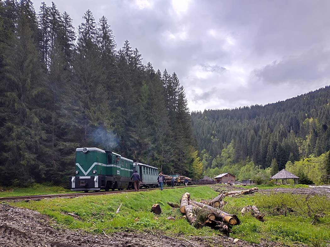 stehender Zug neben Holzstämmen