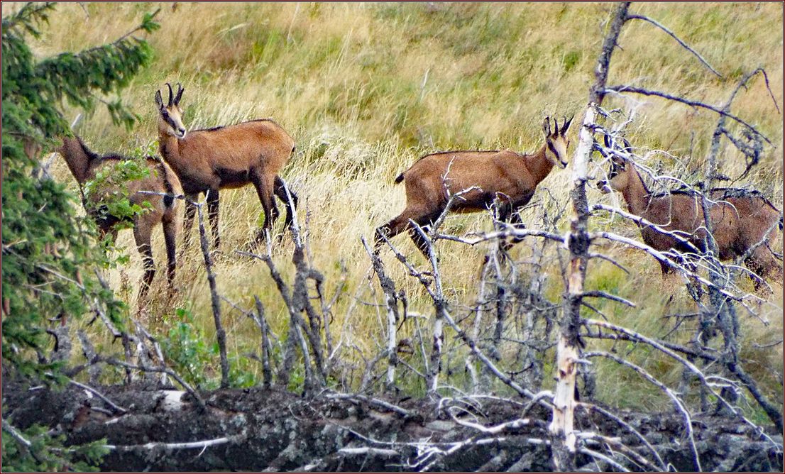 Gämse auf einer Wiese