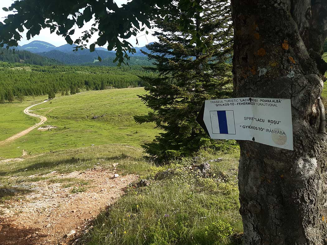 Baum mit Wegweiser neben Forstweg