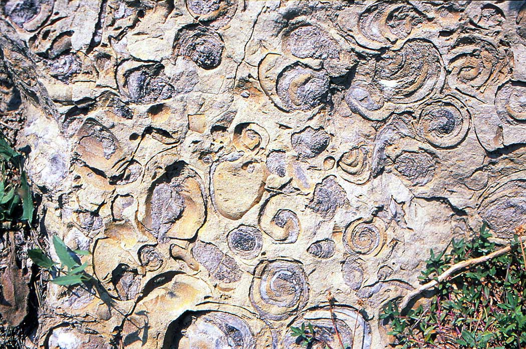 versteinerte Muscheln und Schnecken in einem Felsen