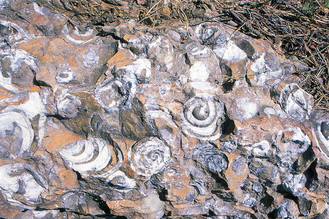 versteinerte Muscheln und Schnecken in einem Felsen