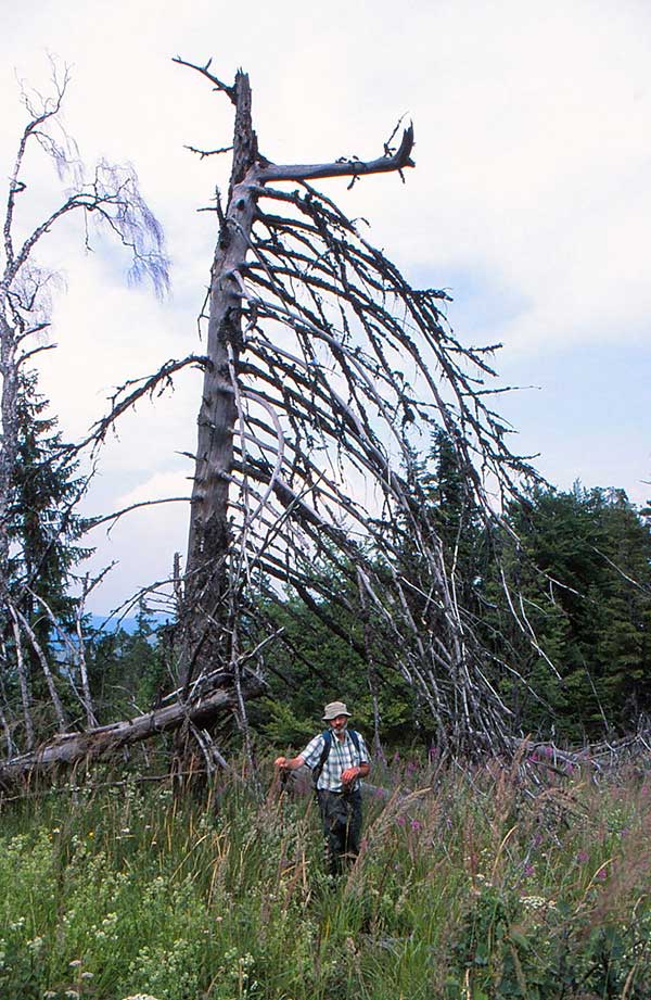 Autor voe einem Baum